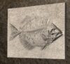 035244ff-6443-43cb-a001-feec58919d52 STL 3D File - Fossilized Fish