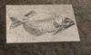 d3fa9a39-0778-432d-bfee-53846bcfbbbf STL 3D File - Fossilized Fish