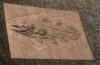 STL 3D File – Fossil Coelacanth