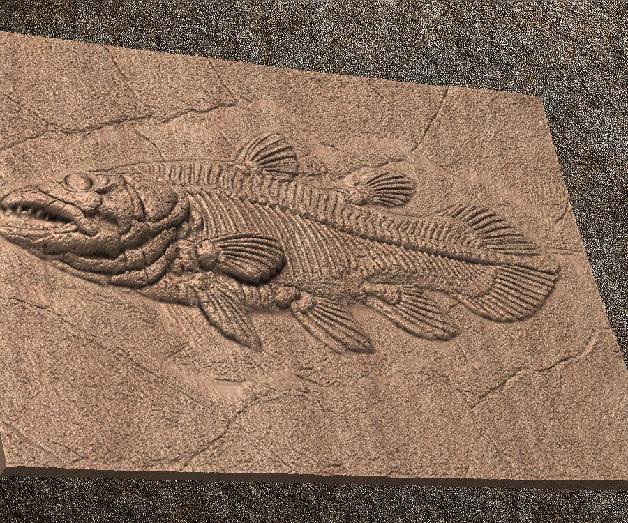 STL 3D File – Fossil Coelacanth
