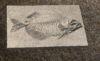 Fossilized Fish 1 STL 3D File –Fossilized Fish