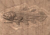 STL 3D File – Fossil Coelacanth