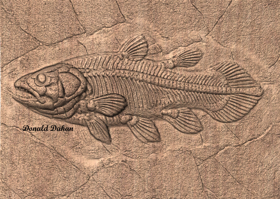 STL 3D File – Fossil Coelacanth