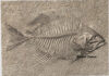 XXFossilized Fish STL 3D File –Fossilized Fish