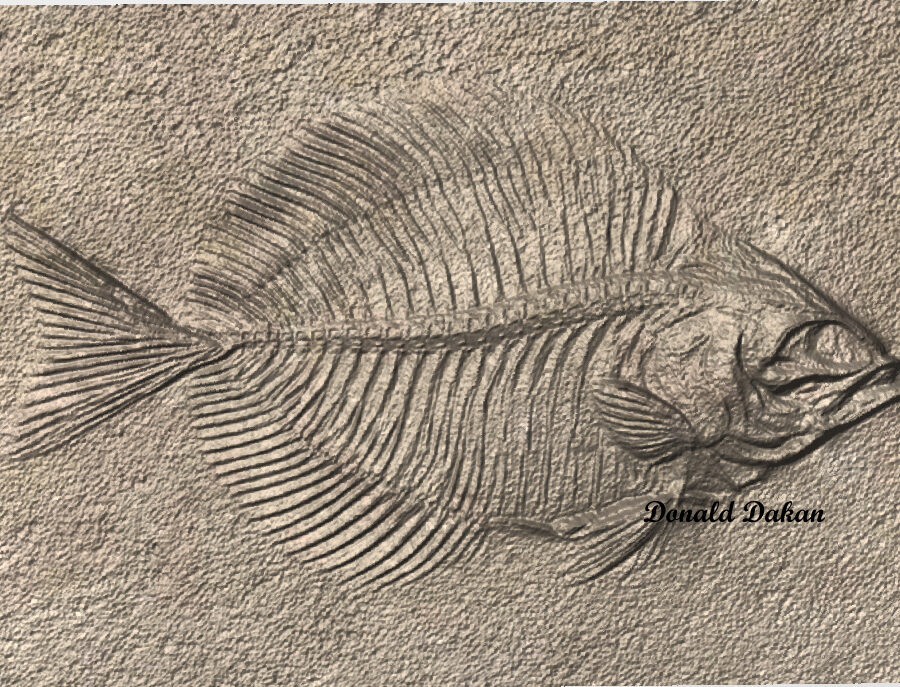 XXFossilized Fish STL 3D File –Fossilized Fish