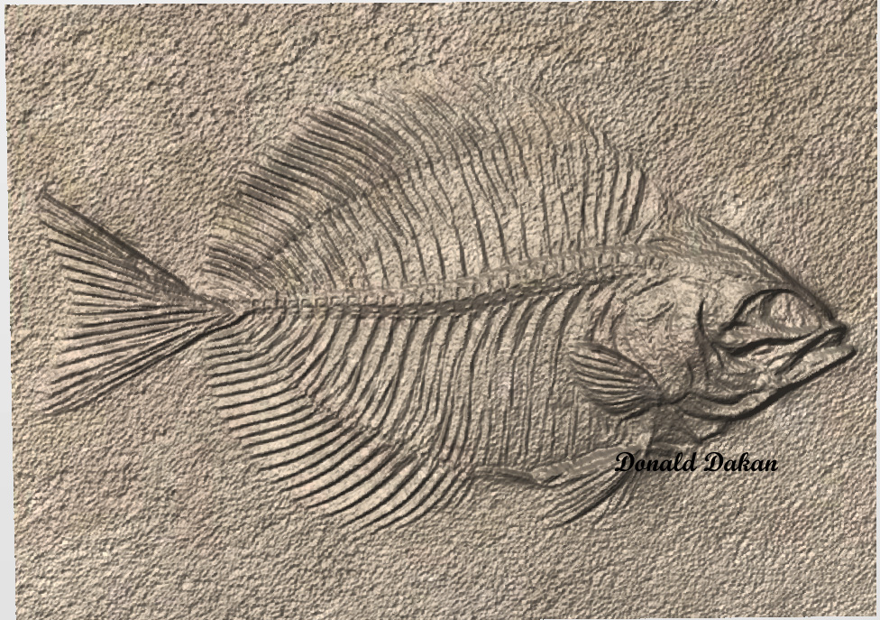 STL 3D File –Fossilized Fish