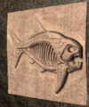 fish 3 STL 3D File – Fossilized Dunkleosteus