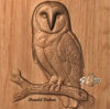 Barn Owl